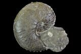 Discoscaphites Gulosus Ammonite - South Dakota #98644-1